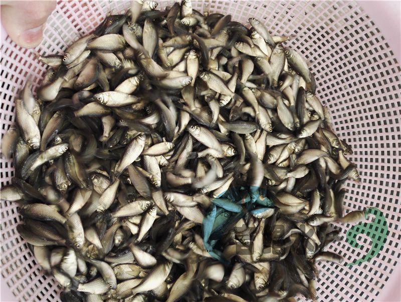 异育银鲫鱼苗圆头鲫鱼苗4～5公分