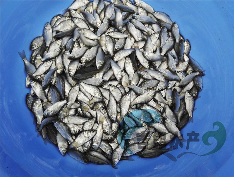 异育银鲫鱼苗圆头鲫鱼苗4～5公分