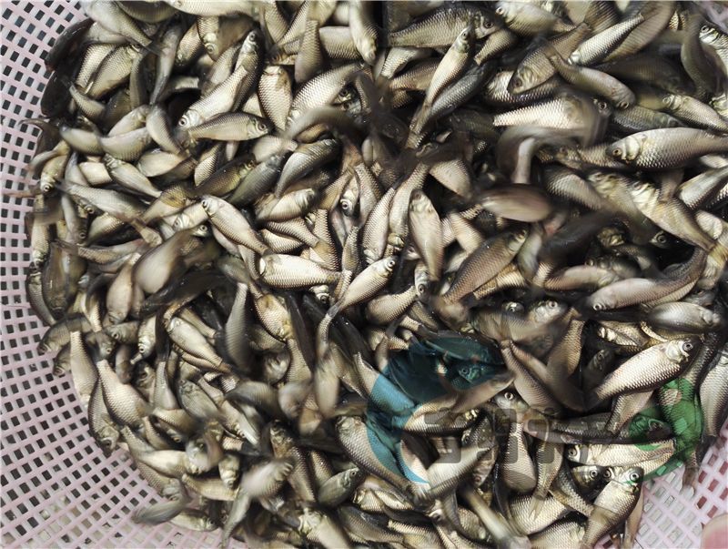 异育银鲫鱼苗圆头鲫鱼苗4～5公分