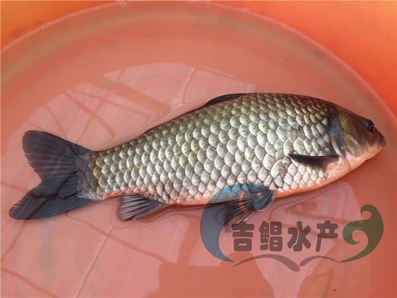 异育银鲫鱼苗圆头鲫鱼苗4～5公分