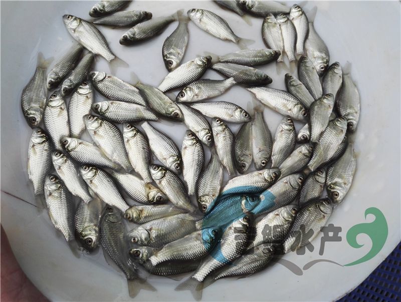 异育银鲫鱼苗圆头鲫鱼苗4～5公分