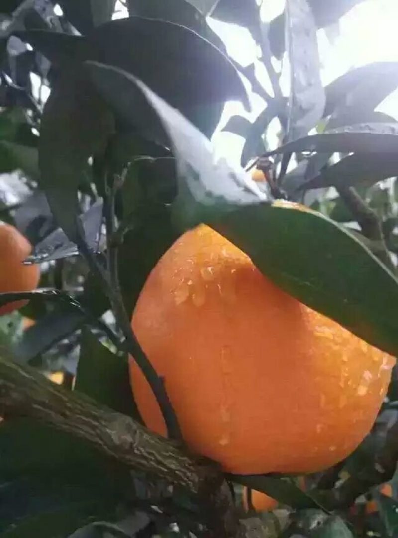【推荐】湖北脐橙纽荷尔脐橙产地直发可视频看货欢迎致电
