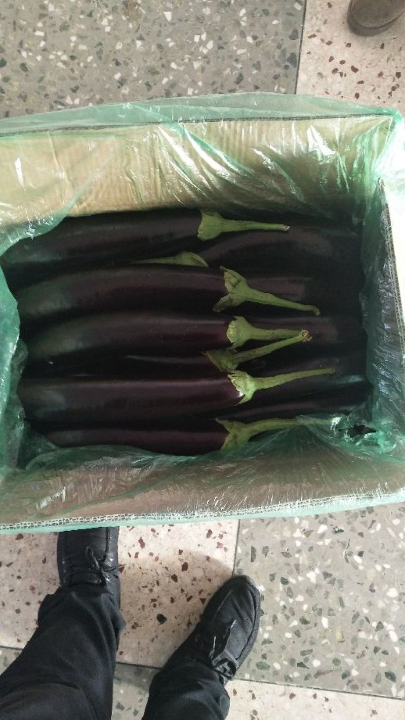 黑茄王色泽光亮口感好耐运输，一手货源欢迎选购诚信经营