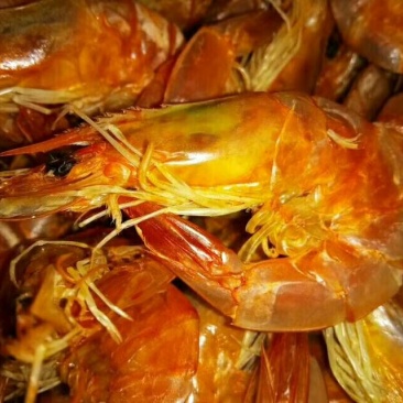 对虾食用冻虾