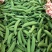 云南精品甜豆大量上市质量好保质保量未饱满
