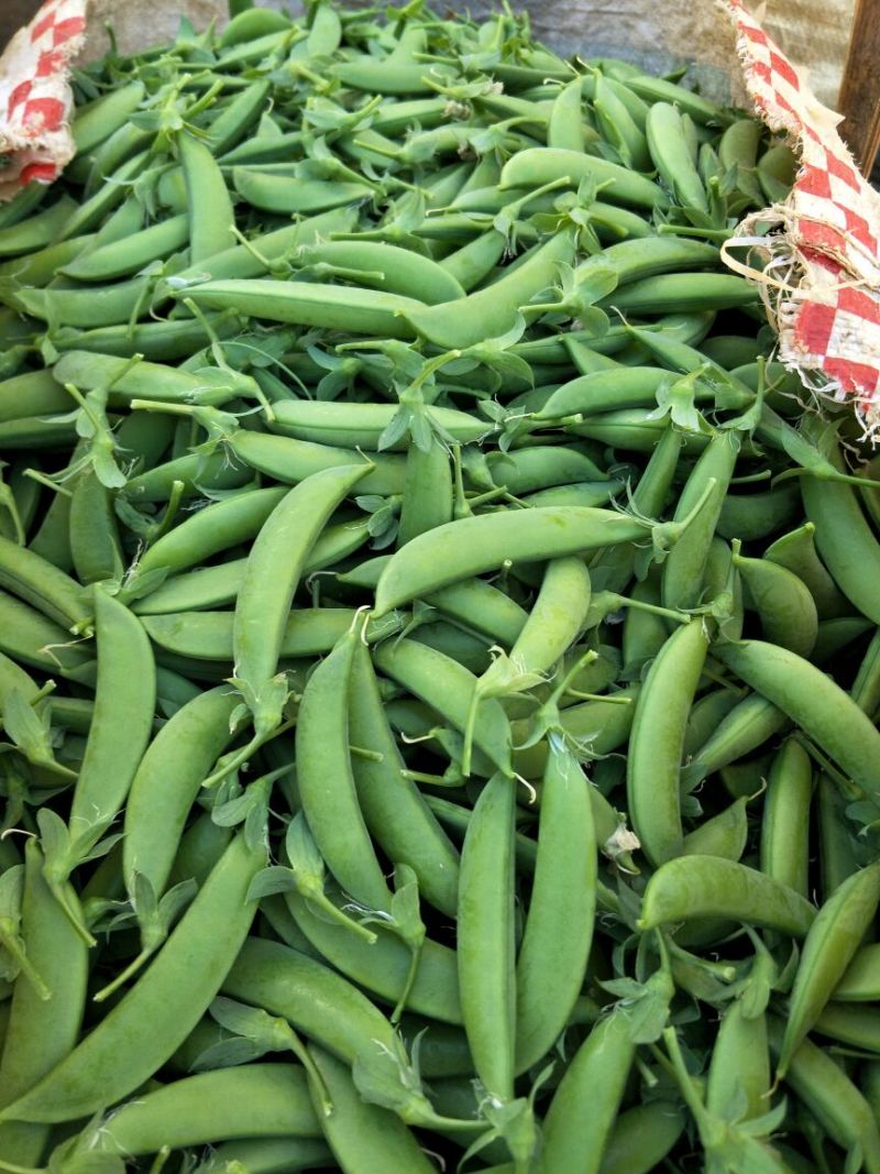 云南精品甜豆大量上市质量好保质保量未饱满