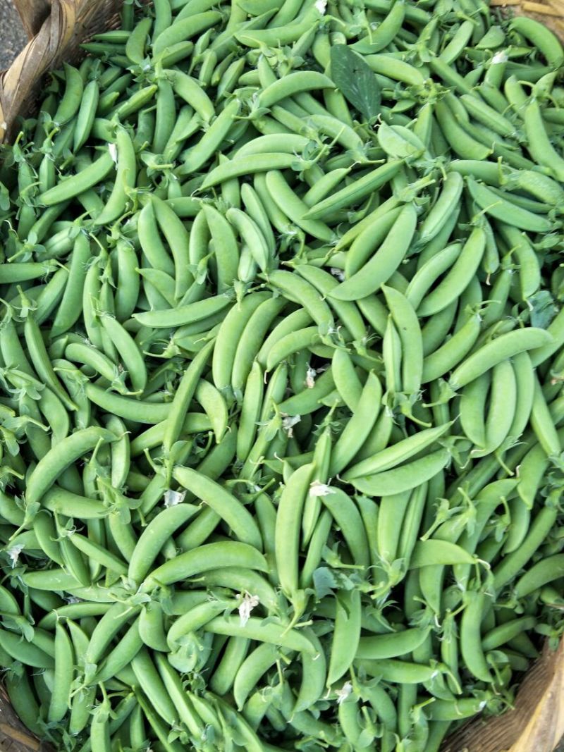 云南精品甜豆大量上市质量好保质保量未饱满
