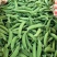 云南精品甜豆大量上市质量好保质保量未饱满