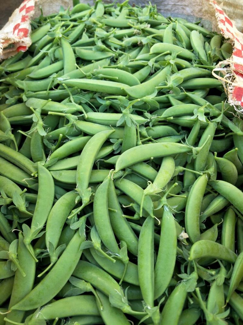 云南精品甜豆大量上市质量好保质保量未饱满