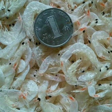 虾干一级