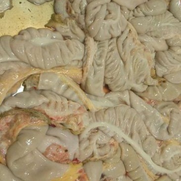 驴肉冻货