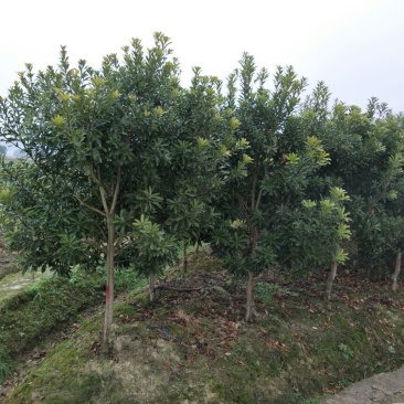 杨梅树171~200cm