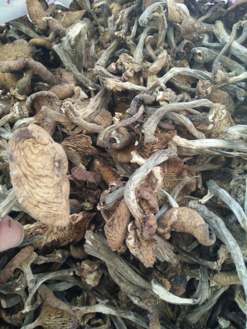 松蘑特级