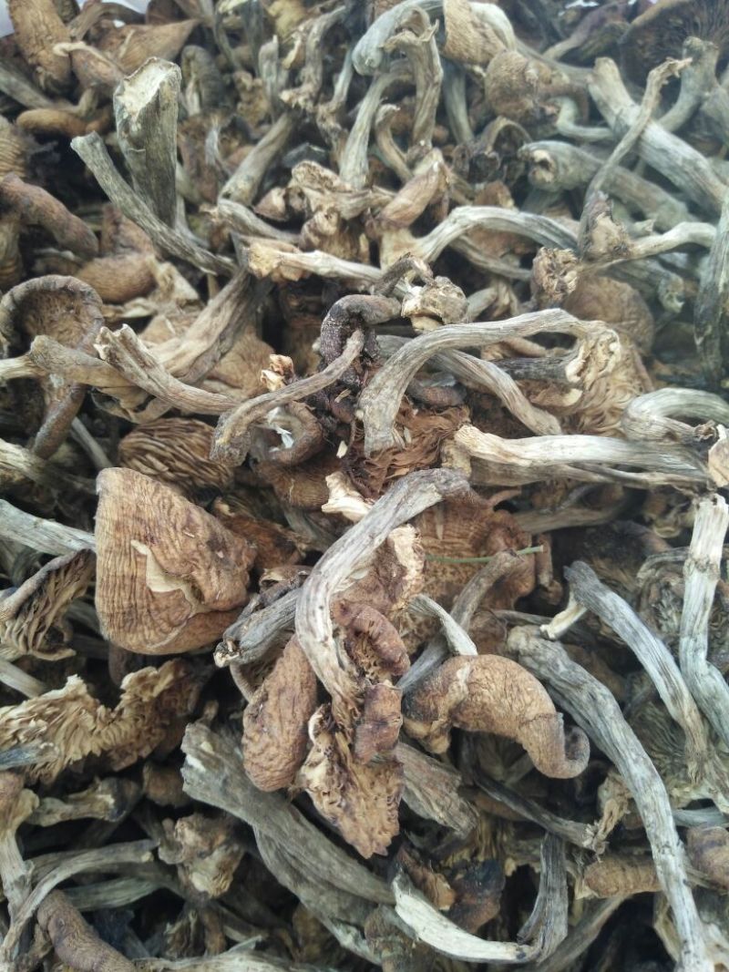 松蘑特级