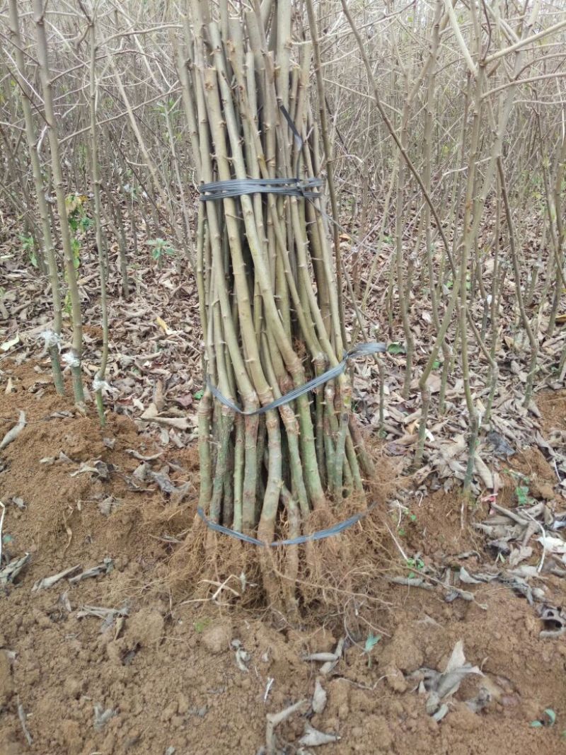 山楂苗40~50cm