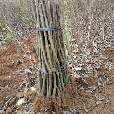 山楂苗40~50cm