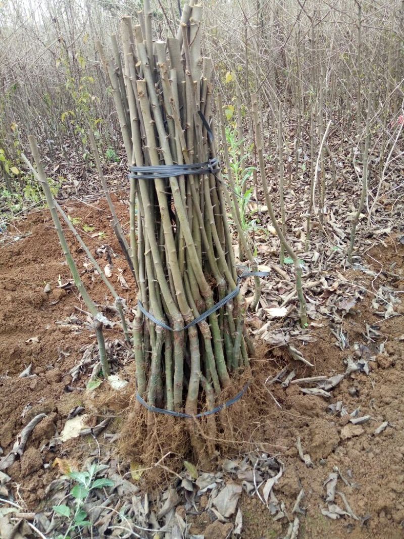 山楂苗40~50cm