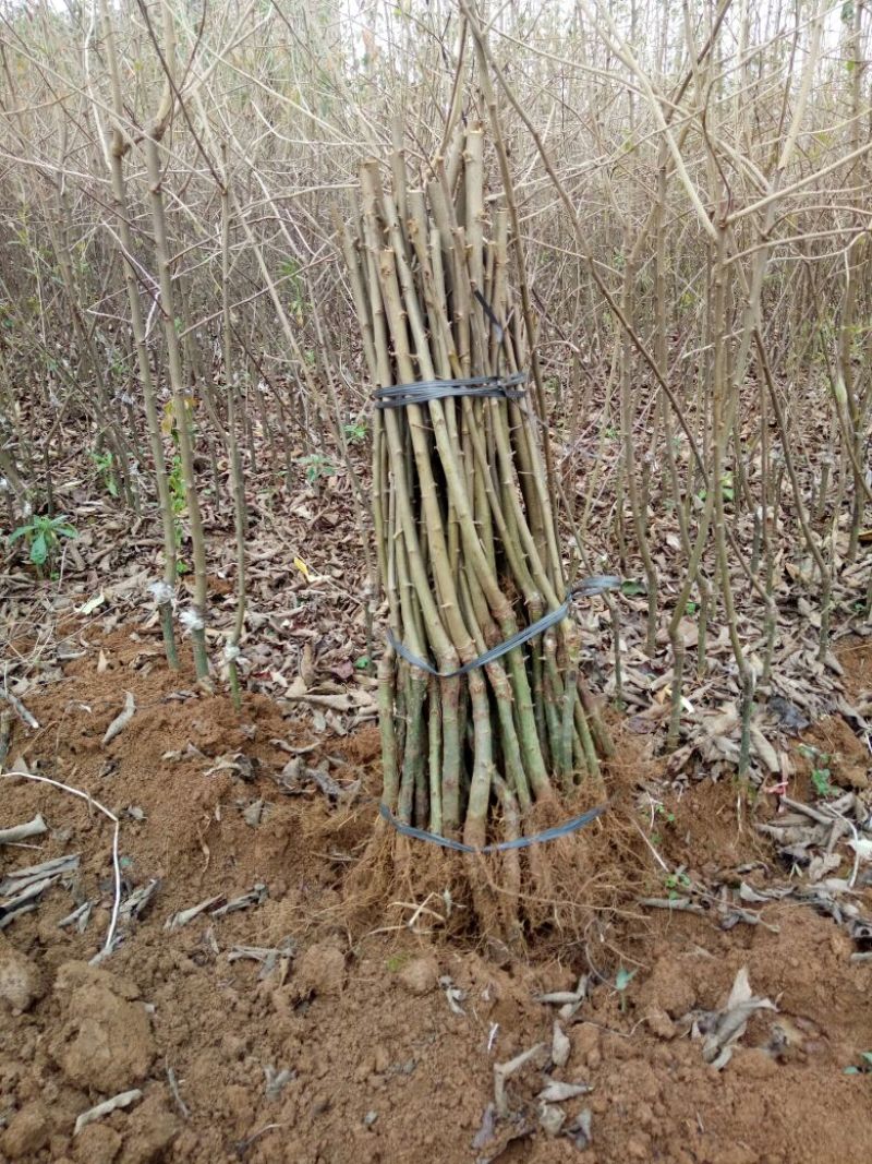 山楂苗40~50cm