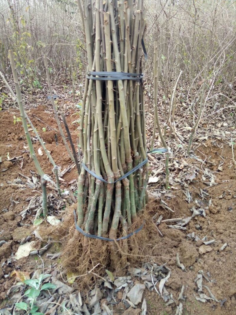 山楂苗40~50cm