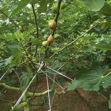 无花果树2.5~3m