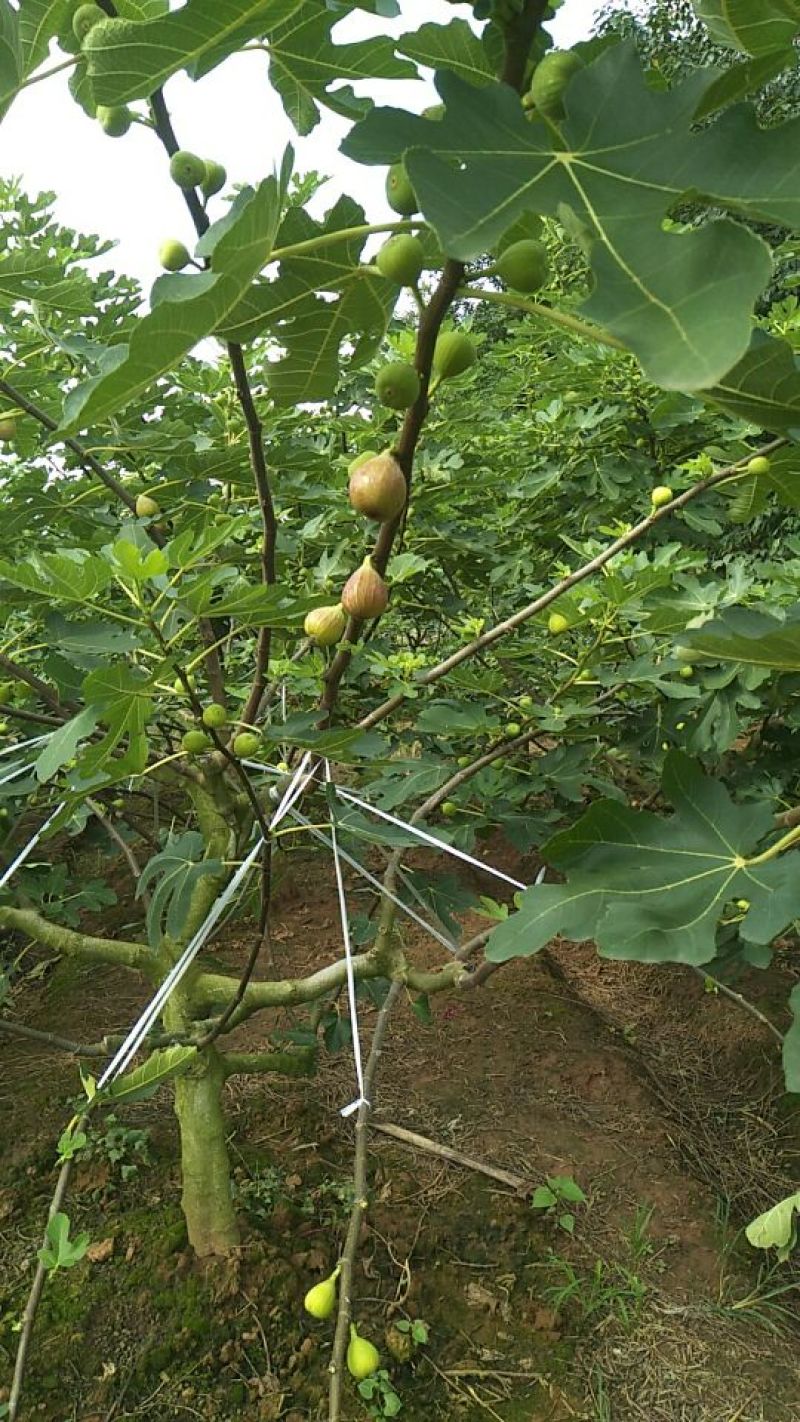无花果树2.5~3m