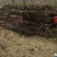 无花果树2.5~3m
