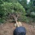 八月桂3米以上14~16cm3.5~4米