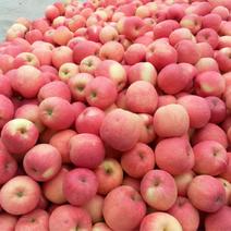 红富士苹果75mm以上膜袋光果砀山苹果可代发