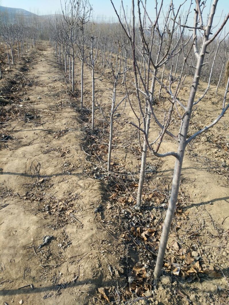 红肉苹果树苗80cm以上