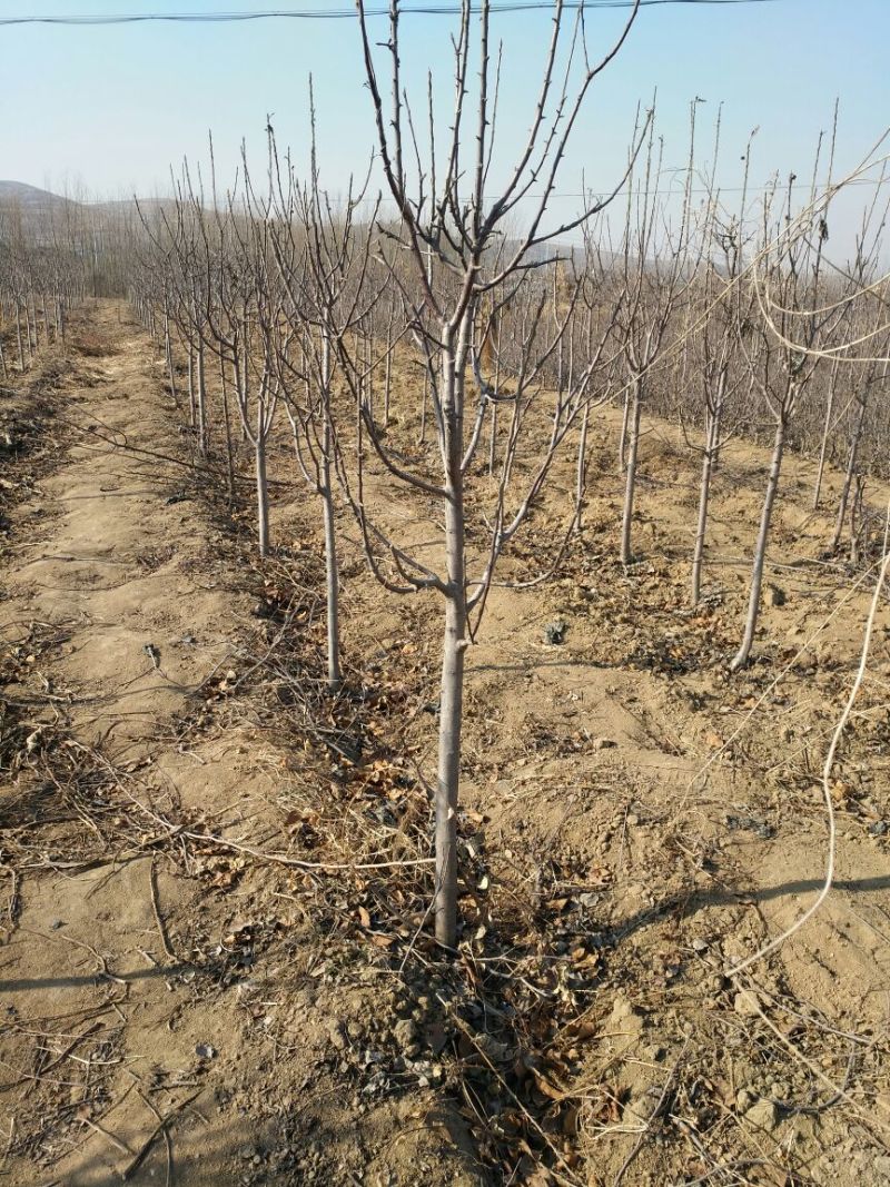 红肉苹果树苗80cm以上