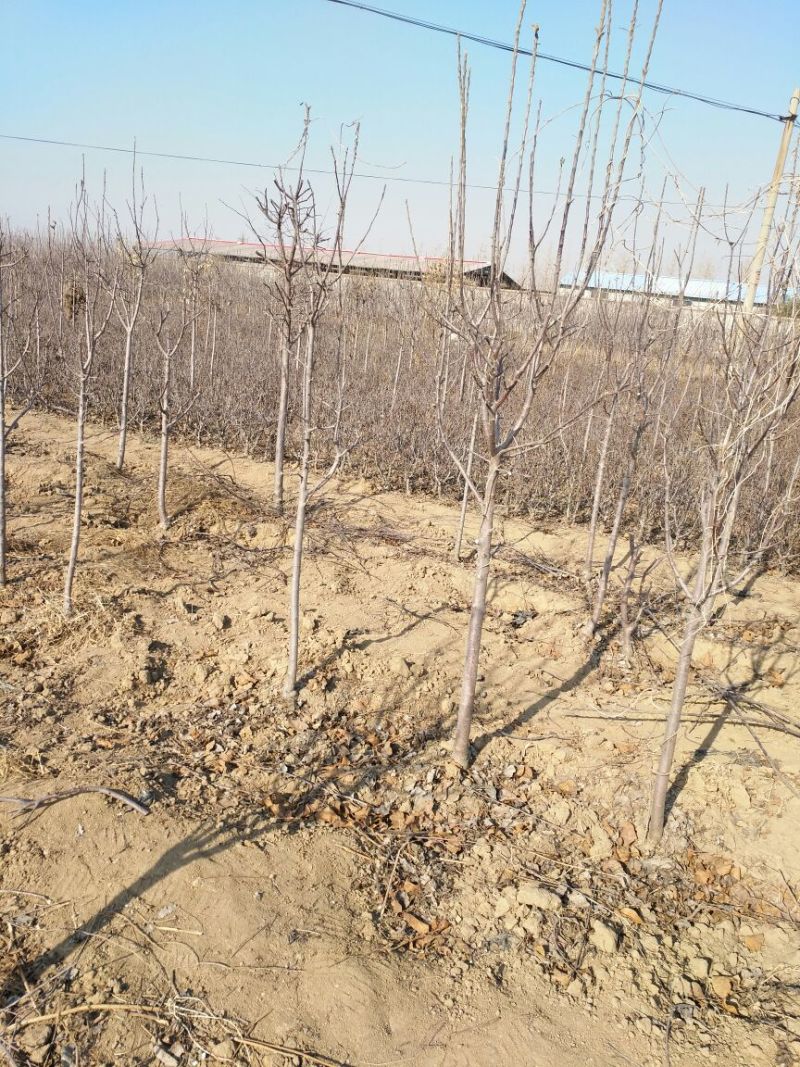 红肉苹果树苗80cm以上