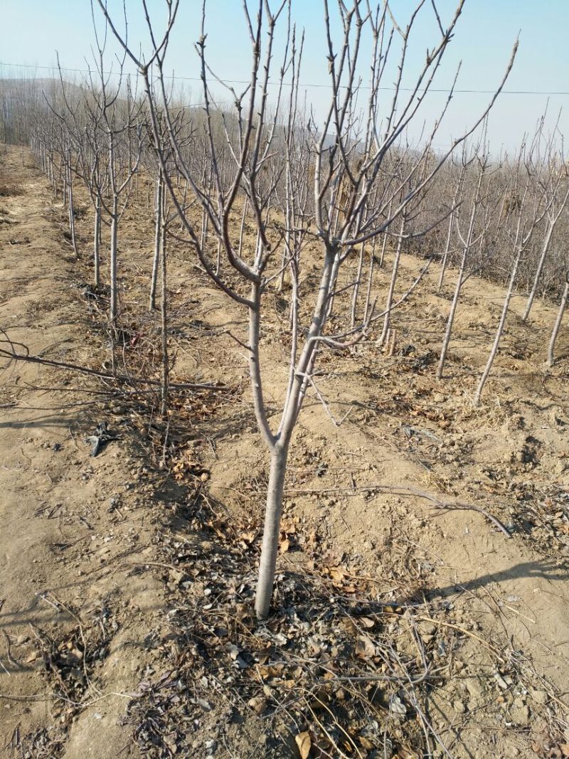 红肉苹果树苗80cm以上