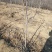 红肉苹果树苗80cm以上