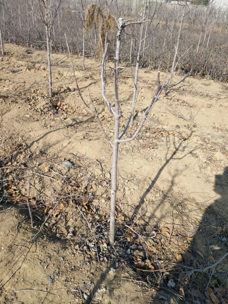 红肉苹果树苗80cm以上