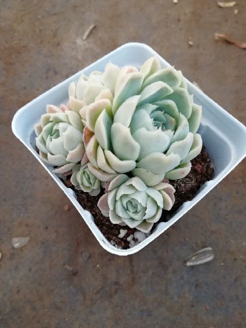 吊兰30cm以下