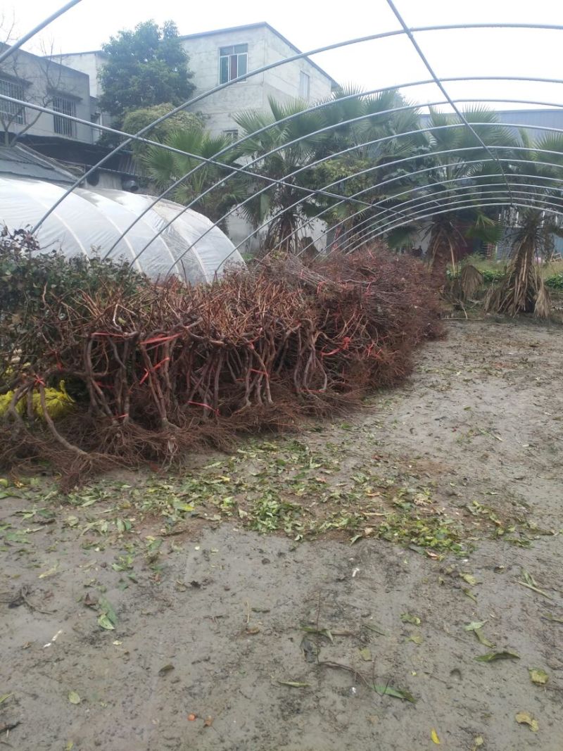 葡萄苗3年110~150cm