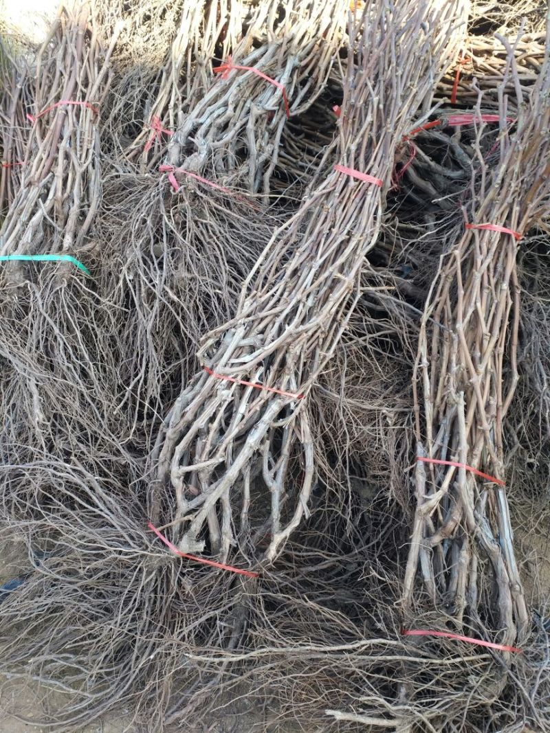 葡萄苗3年110~150cm