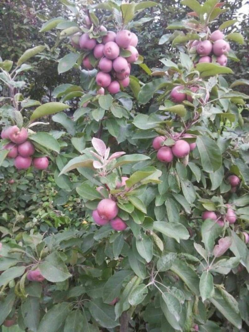红肉苹果树苗80cm以上