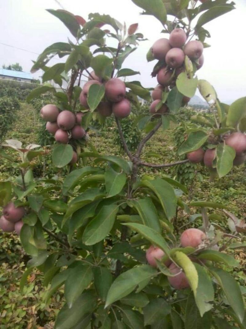红肉苹果树苗80cm以上