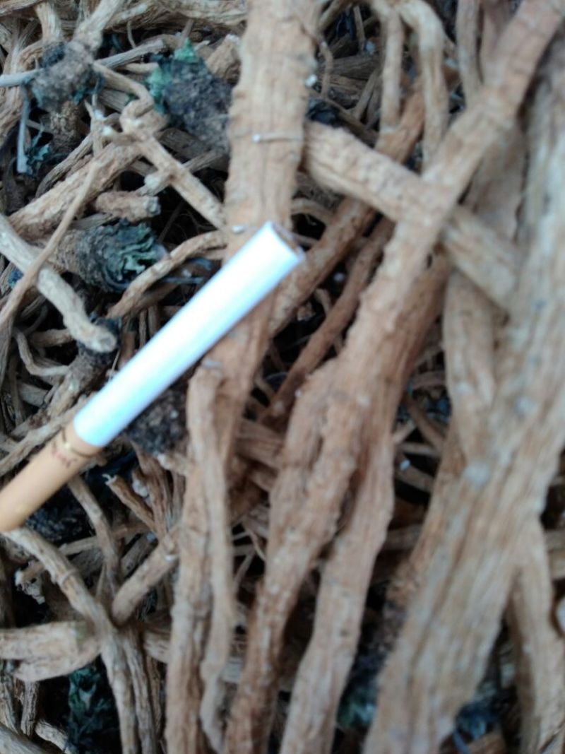 板蓝根统个、药广货、含量高