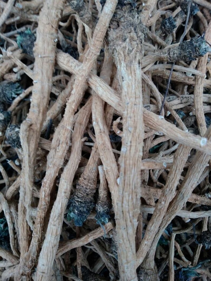 板蓝根统个、药广货、含量高