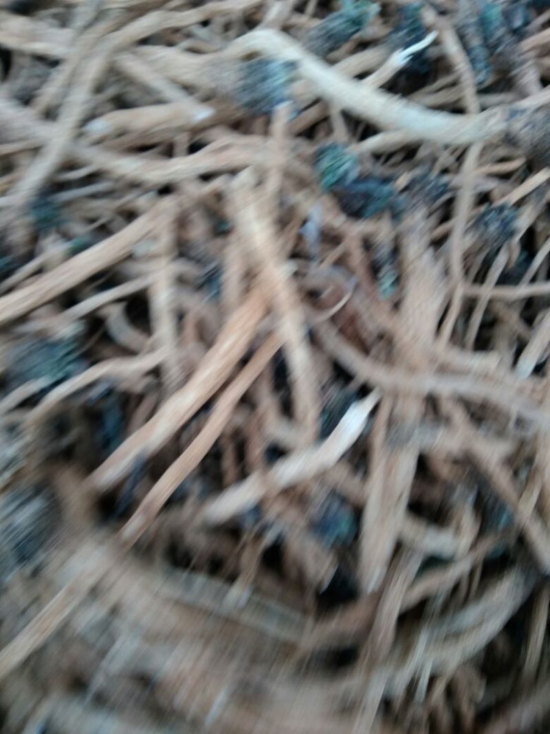 板蓝根统个、药广货、含量高