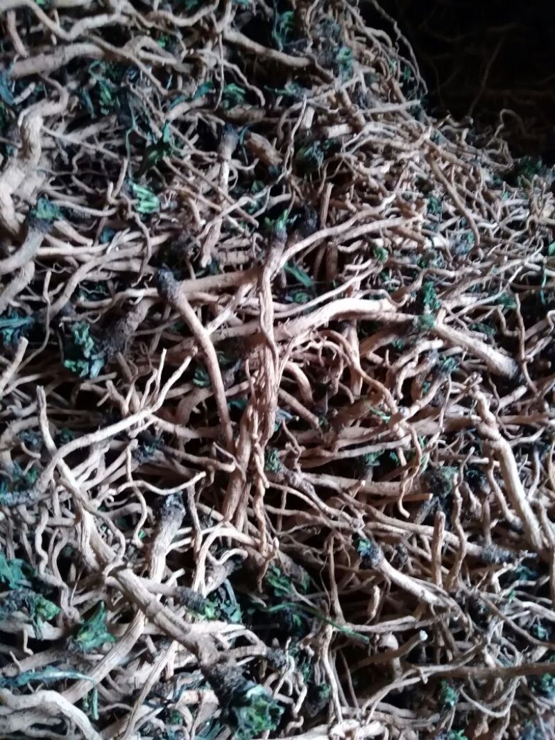 板蓝根统个、药广货、含量高
