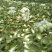 黄心白菜4~6斤短棵平头阳春三月。