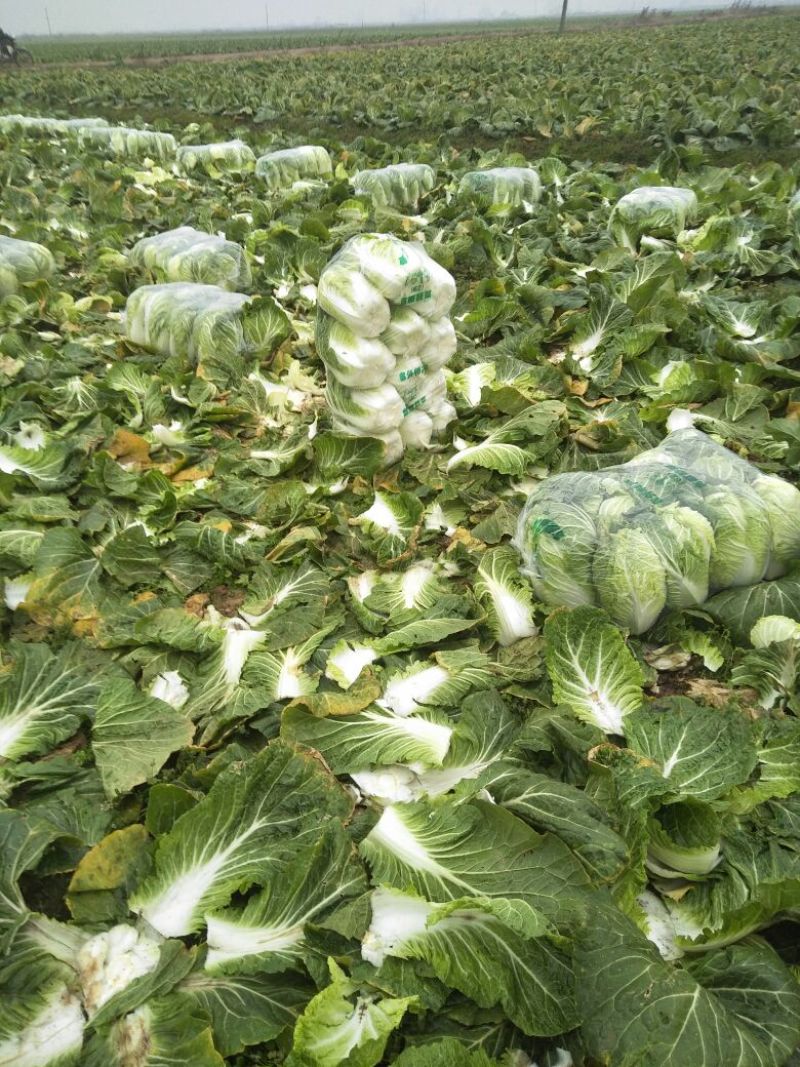 黄心白菜4~6斤短棵平头阳春三月。
