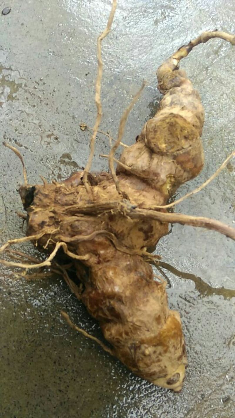 土茯苓统个
