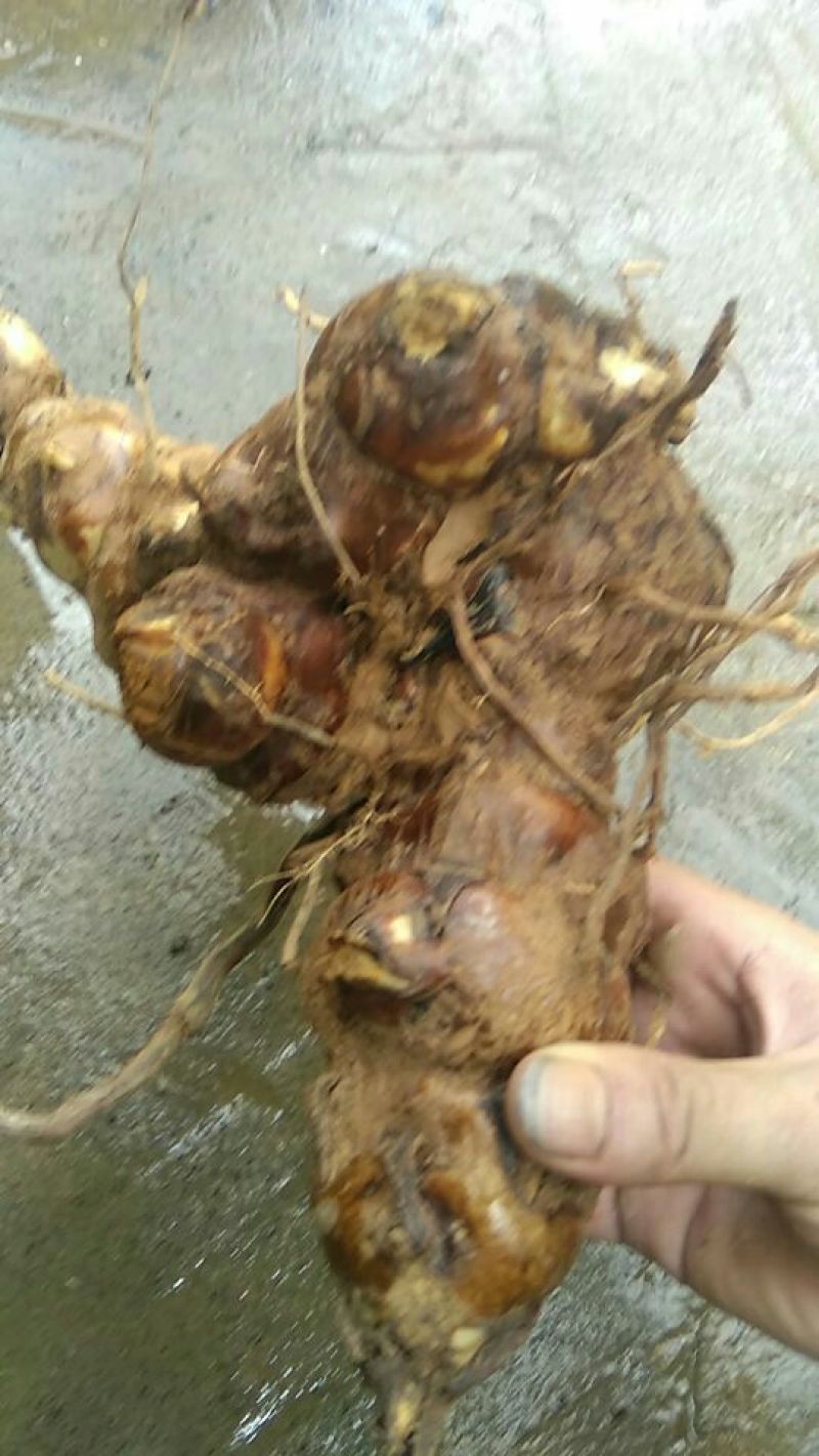 土茯苓统个