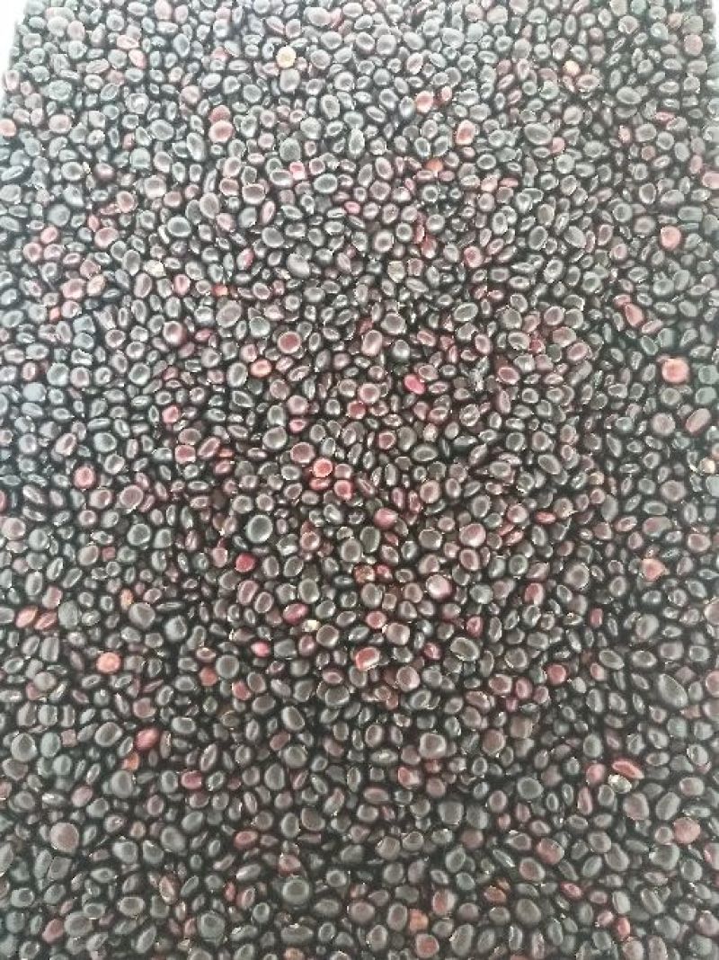 牛大力种子中叶黑豆