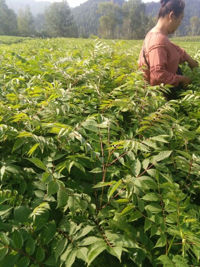 黄柏苗，黄柏小苗（黄波萝）货真价实保证质量信誉第一