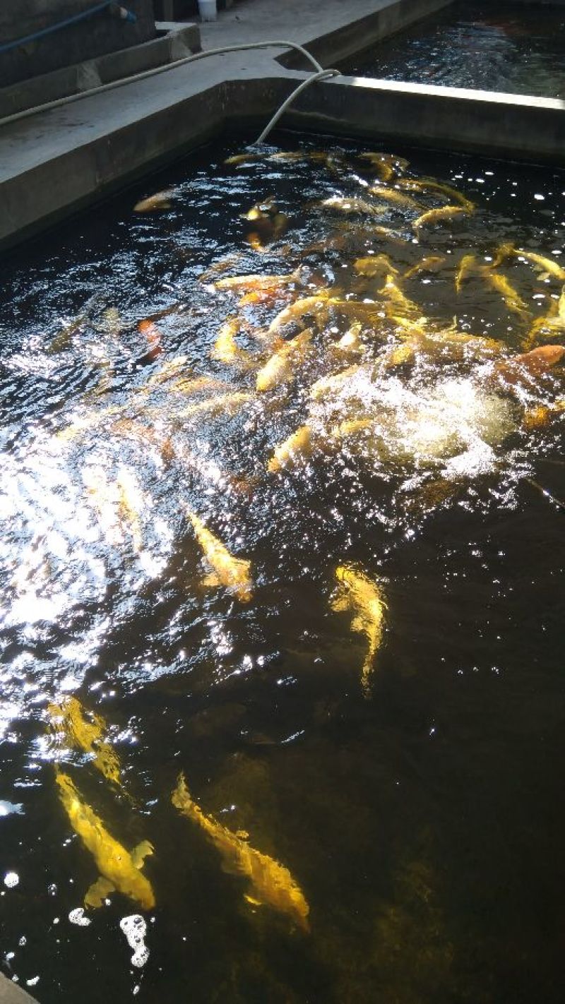【锦鲤鱼苗】观赏鱼批发=基地直供/园林设计/技术指导养殖